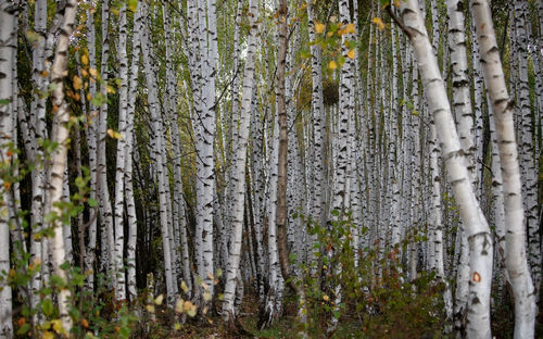 Full frame shot of trees in forest