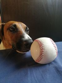 Close-up of dog with ball on table