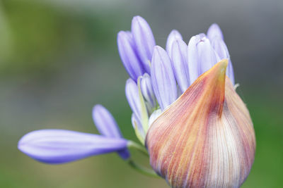 Close-up of purple flowering plant