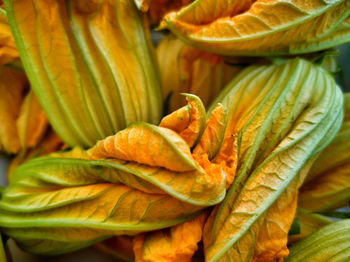 Full frame shot of fresh orange flower