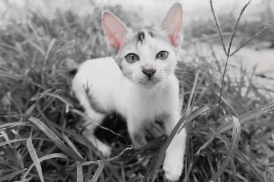 Close-up portrait of cat