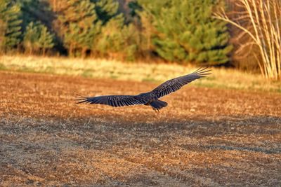 Bird flying over a field