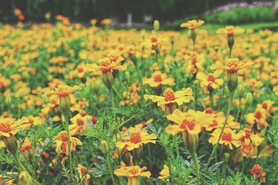 Yellow flowers blooming at park