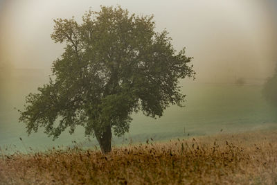 Tree on field against sky