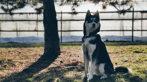 Dog sitting on field