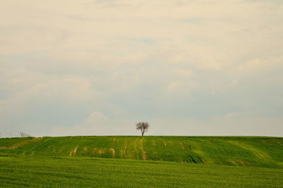 Scenic view of grassy field against cloudy sky