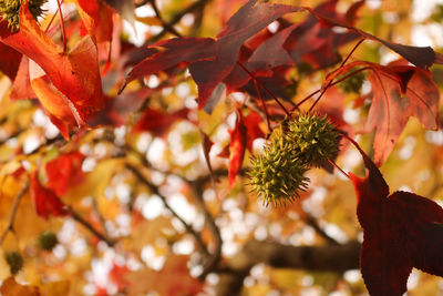 Close-up of maple tree during autumn