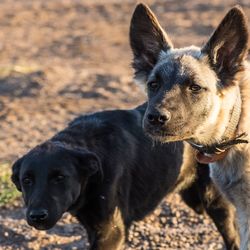 Portrait of dog on field