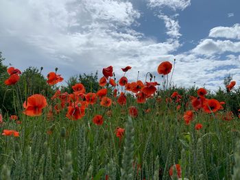Red poppy flowers growing on field against sky