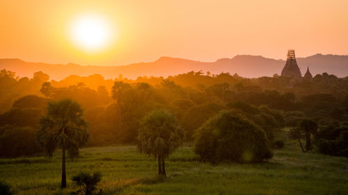 Trees on field against sky during sunset