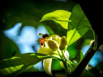 Close-up of bee on flower