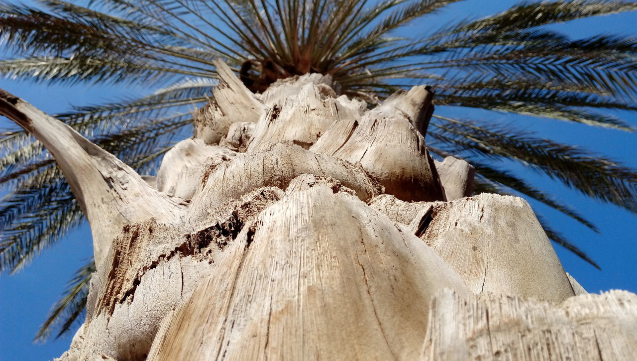 tree, no people, tree trunk, close-up, nature, day, animal themes, sky, outdoors