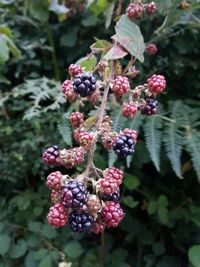 Close-up of berries growing on tree