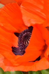 Close-up of orange poppy blooming outdoors