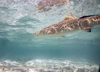 Close-up of fish swimming in sea