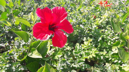 Close-up of red flower