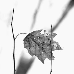 Close-up of leaves on twig