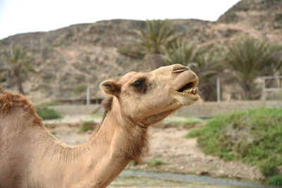 A camel roar