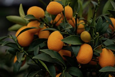 Close-up of orange fruits