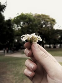 Close-up of hand holding flowers against blurred background