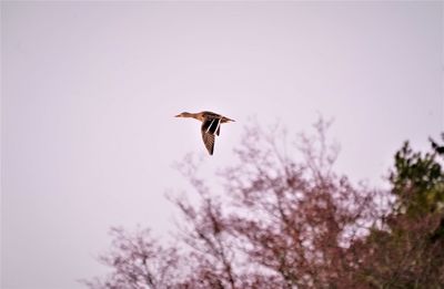 Low angle view of bird flying