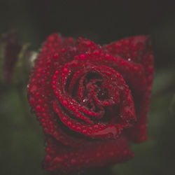 Close-up of red rose blooming outdoors