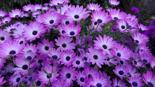 Full frame shot of purple flowers blooming outdoors