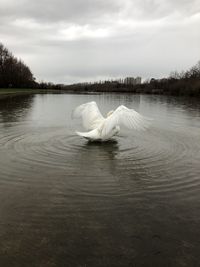 Swan floating on lake against sky