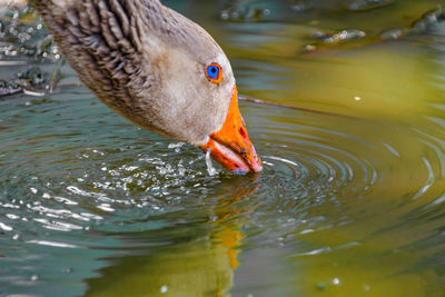 Close-up of goose drinking water