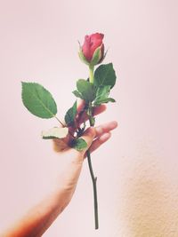 Close-up of hand holding red rose flower