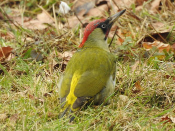 Close-up of bird on grass