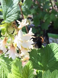 Close-up of bee on flower