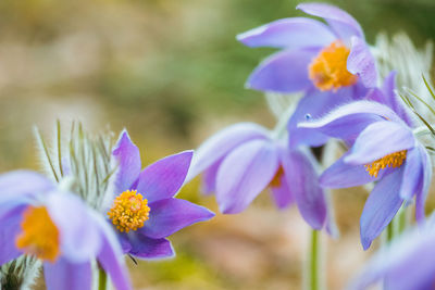 Close-up of purple flowering plant