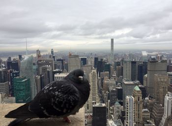 High angle view of pigeon perching on city