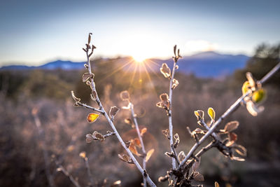 Close-up of flowering plants against sky during sunset