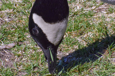 Close-up of a bird on field