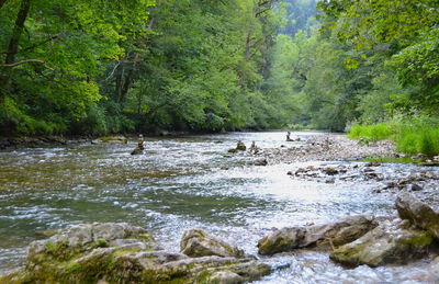 Scenic view of river stream in forest