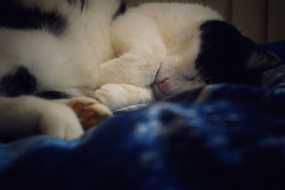 Close-up of cat sleeping on bed