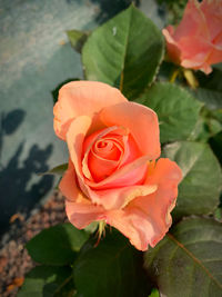 High angle view of rose plant