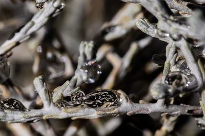 Close-up of frozen plant