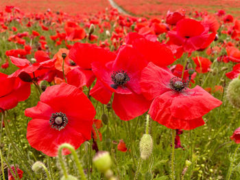 Close-up of red poppy flowers on field