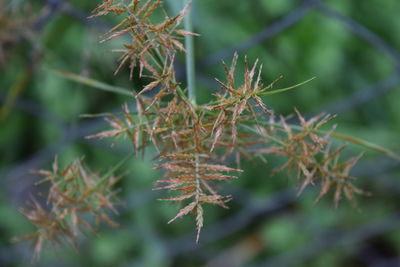 Close-up of leaves on plant at field