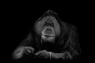 Close-up of gorilla against black background