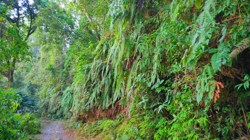 Scenic view of forest