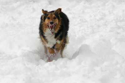 Portrait of shetland sheepdog running on snowfield