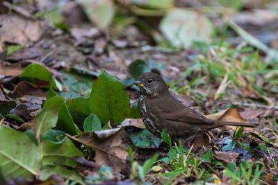 Close-up of bird perching on leaves