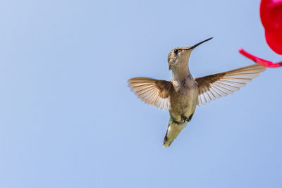 Low angle view of bird flying against clear blue sky