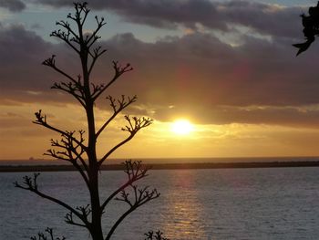 Silhouette tree by sea against sky during sunset