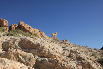 Low angle view of monument of sheep on cliff at sahara desert