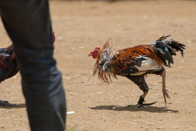 Close-up of rooster standing on field